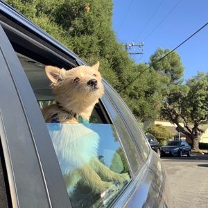 Meet your Posher, Carmelo